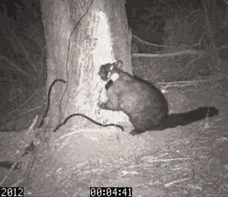 Possum by a tree.